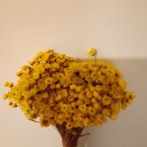 Star. Baby's breath natural dried and preserved flower bundles